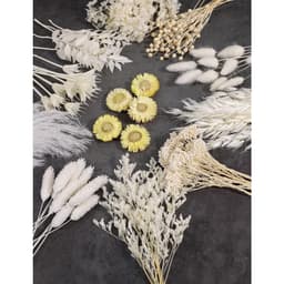 Set Of Dried Flowers In Shades Of White (11 Varieties), Mini Assortment Pack Of Dried Flowers Design